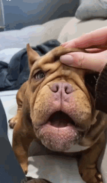 dog-cute.gif