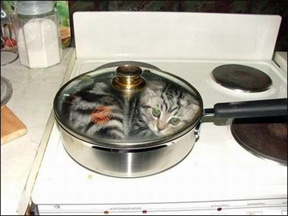 cooking-a-cat.jpg