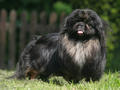 pekinois.jpg