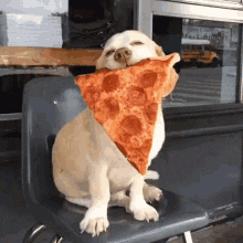 giphy.gif