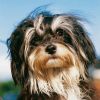 petit-chien-lion.jpg
