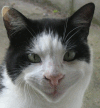 emoticone-chat.gif