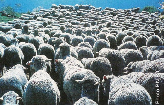 troupeau-moutons-merinos.jpg