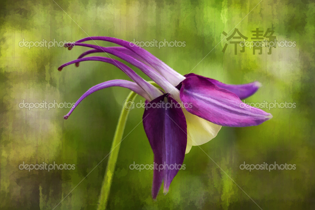 depositphotos_30834885-stock-photo-purple-columbine-blossoms-aquilegia-with.jpg