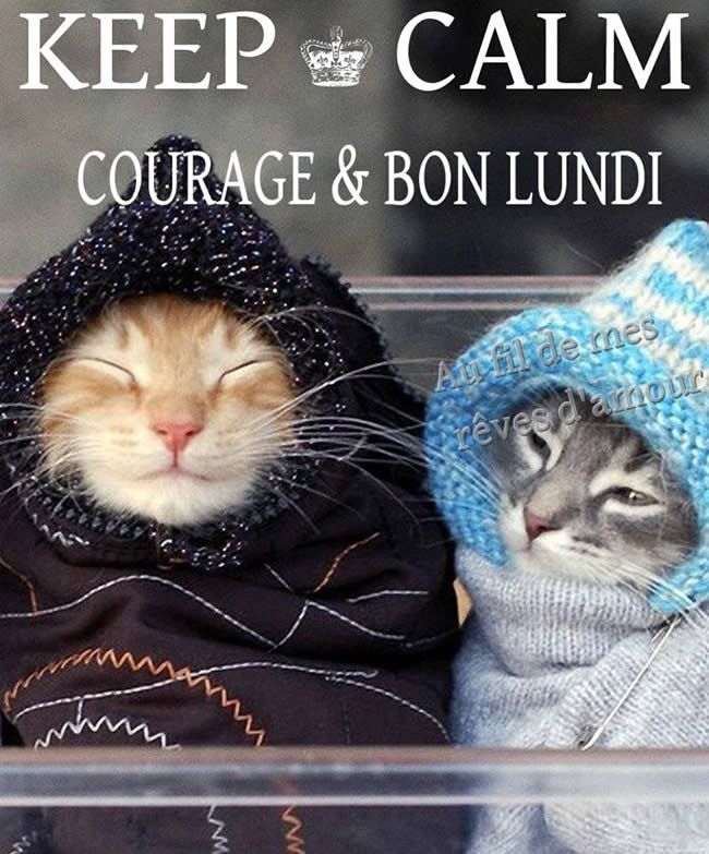 Eh Oui C Est Lundi Mais On Reste Chats Et Chatons