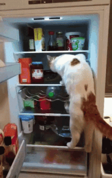 fridge-cat.gif