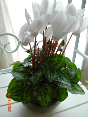 cyclamen3.JPG