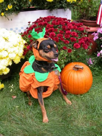 chien-habit-halloween.jpg