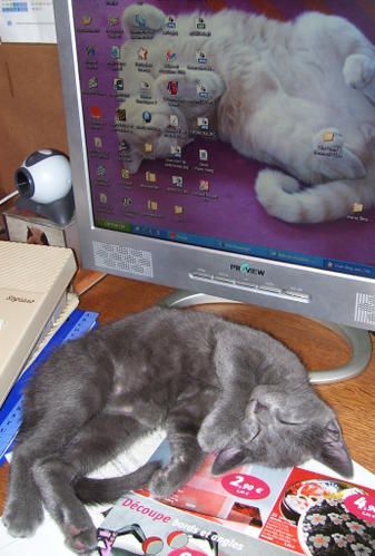 chat-devant-ordi.jpg