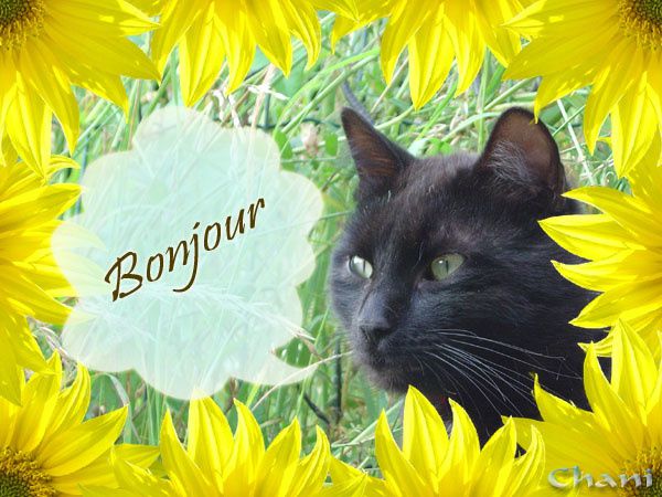 carte-bonjour-chat-noir.jpg