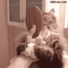 cat-loves-hair-brush.gif