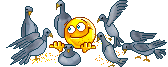 pigeons.gif