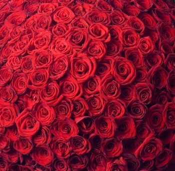 999+roses.jpg