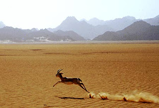 gazelle.jpg