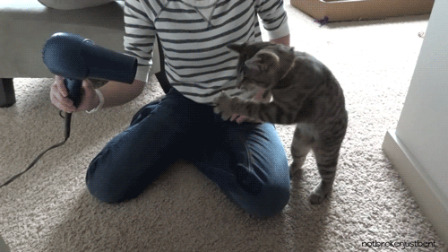 kitty-loves-hair-dryer.gif