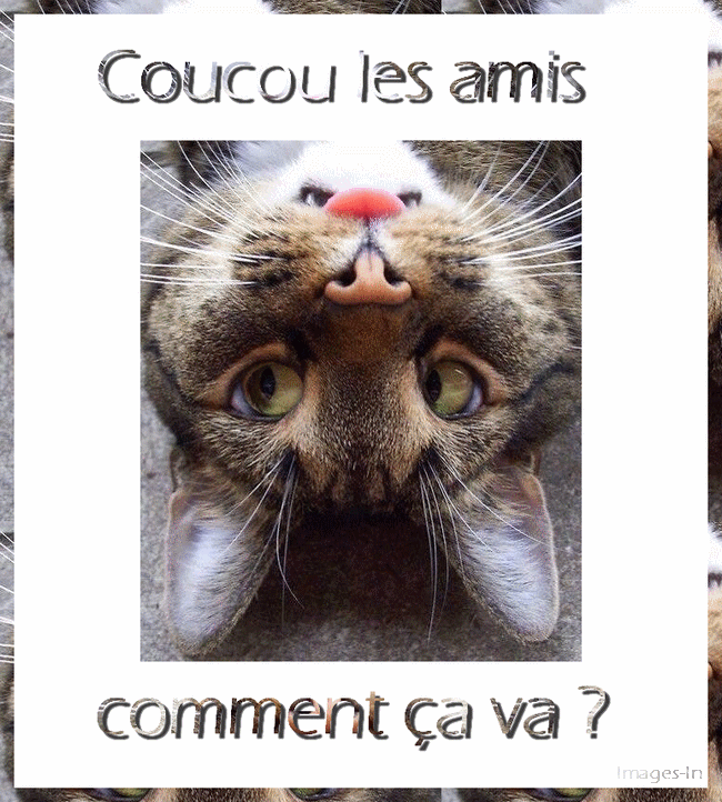 gif-chat-coucou2.gif