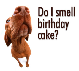 dog-birthday-cake-50.jpg
