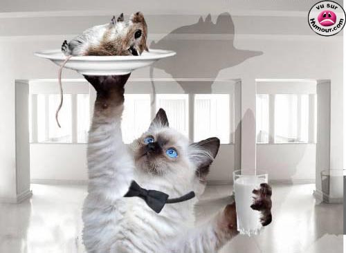 3494_chat_souris.jpg